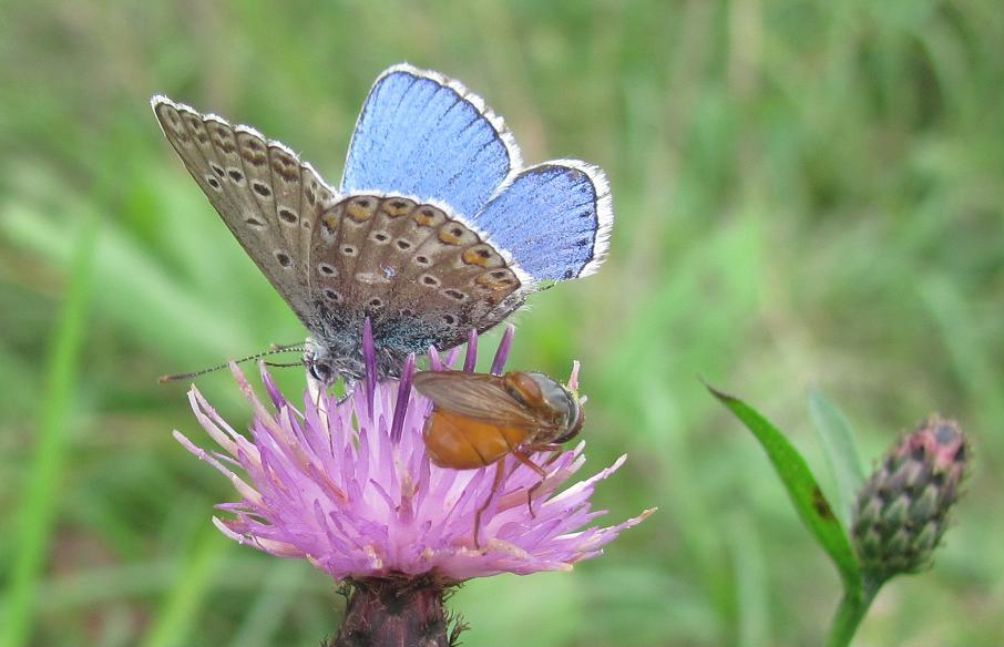 Lycaenidae da ID (2)